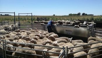 Buenos Aires destinó 40 millones de pesos para fomentar la producción ovina
