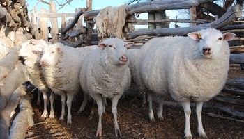 Abren la convocatoria a proyectos que fomenten la producción ovina en Buenos Aires