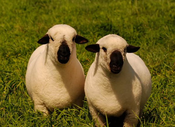 ovejas argentina