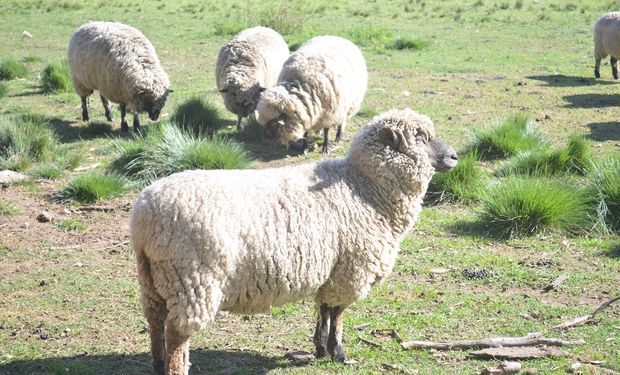 Se ha evidenciado un efecto positivo del orujo sobre la estabilidad oxidativa y el color de la carne.