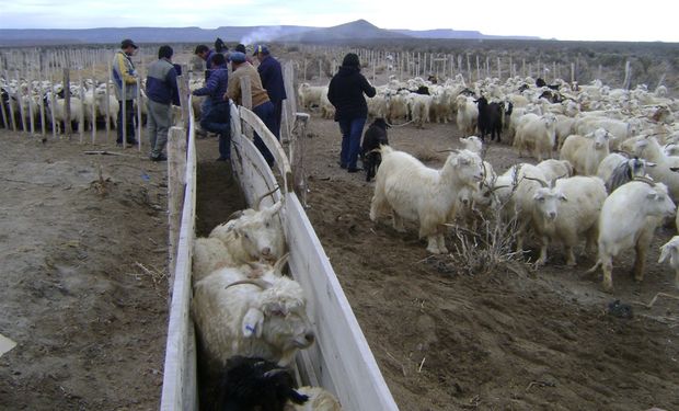 Cabras en Río Negro.