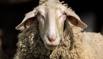 Un rebaño de ovejas consumió 300 kilos de marihuana: "Saltaban más alto que las cabras”
