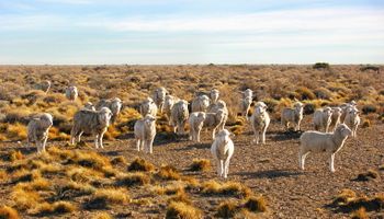 El Gobierno anunció créditos para la producción ovina y presentó la reactivación del programa sobre lana