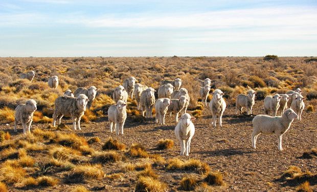 El Gobierno anunció créditos para la producción ovina y presentó la reactivación del programa sobre lana