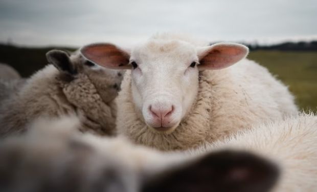 Após consumo, as ovelhas foram vistas 'pulando mais alto que cabras'. (Foto:- Freepik)