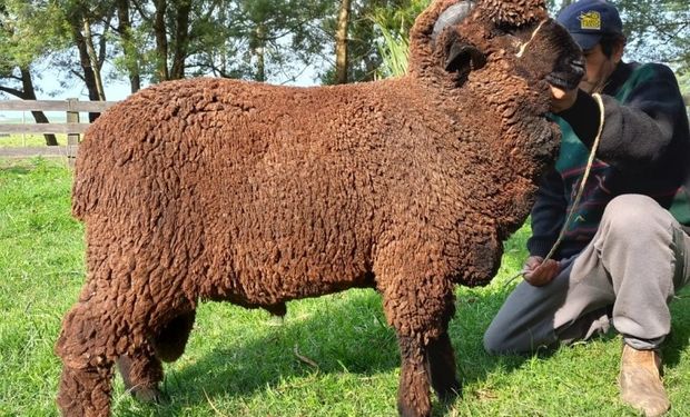 Raça Merino Australiano Naturalmente Colorido participa pela primeira vez da Expointer - (Foto - Arquivo Pessoal)
