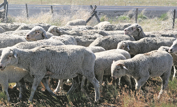 Para evitar grandes pérdidas económicas en cantidad y calidad de lana, como también la muerte de animales, se pueden tomar algunas medidas preventivas.