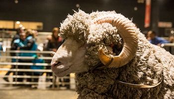 Exposición Rural: los ovinos también tienen su lugar