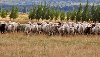 La sequía y su impacto en esta zafra preocupa a los productores del sector ovino