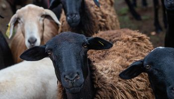 Brasil abre dois mercados para exportação de carnes de ovinos e açaí