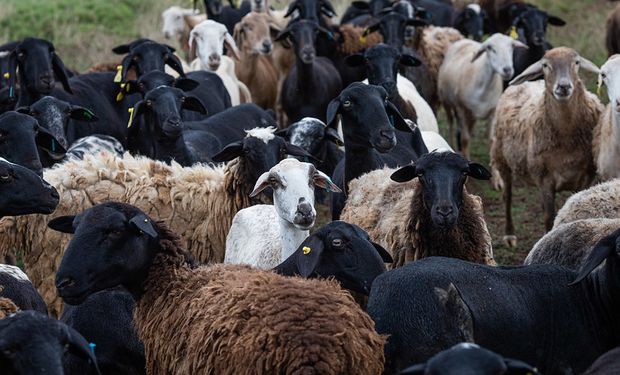 Brasil poderá exportar carnes, produtos cárneos e miúdos de caprinos e ovinos para o Egito. (Foto - CNA)