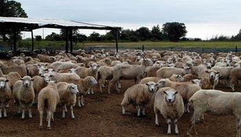 Creció un 40 % la exportación de lanas en Buenos Aires