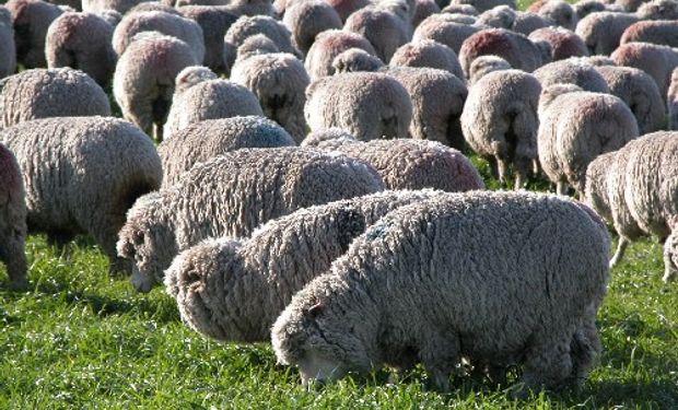Uruguay busca exportar a la Unión Europea carne ovina con hueso