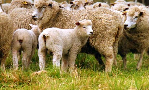 Aprobaron planes ovinos en Buenos Aires