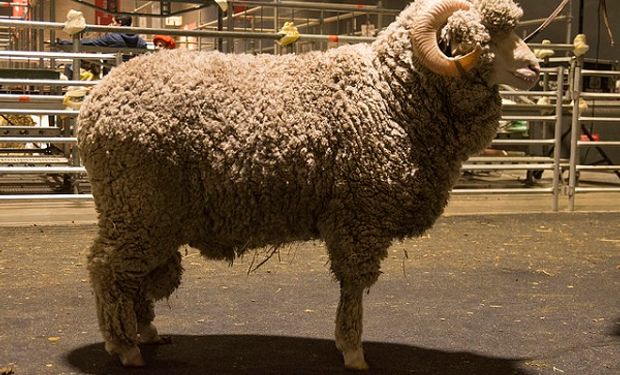 Las Merino, raza ovinas que se exhibe en Expo Rural