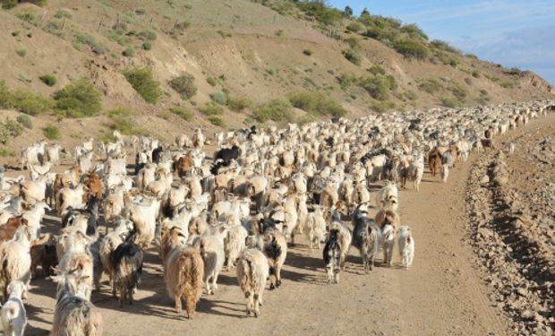 En el sur de Mendoza, unas 100 familias mapuches conservan el modo de producción trashumante.