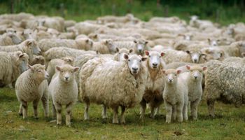 Fomento para pequeños productores de ovinos