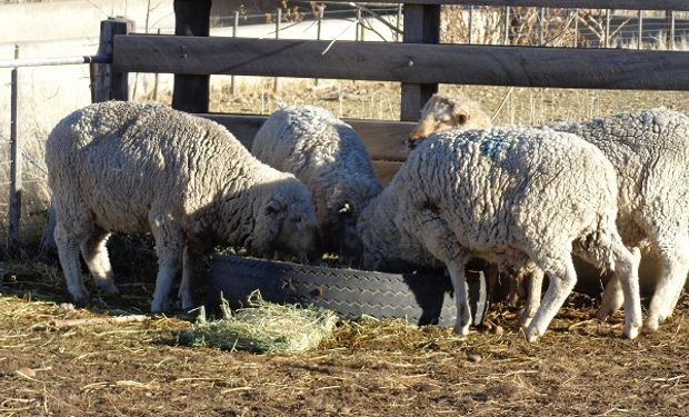 Granja de corderos: un gran valor de la producción ovina