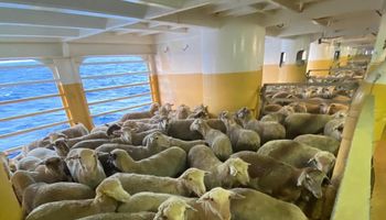 Un barco con 14.000 ovejas y 2000 vacas en pie quedó varado por los ataques en el mar Rojo