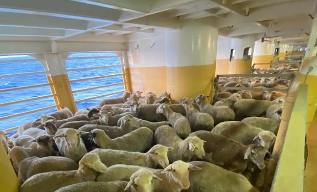 Un barco con 14.000 ovejas y 2000 vacas en pie quedó varado por los ataques en el mar Rojo