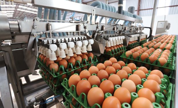 Brasil recebe aprovação para exportar ovos para a Rússia
