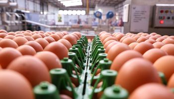 Alagamentos dificultam escoamento da produção de ovos no RS