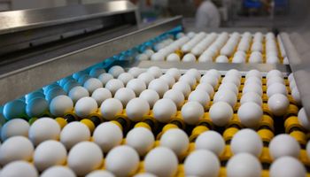 Exportações de ovos fecham 2023 com crescimento de 168,1%