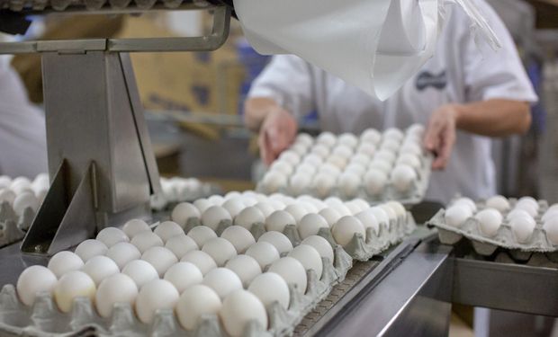 Exportações de ovos representam 1% do total produzido pelo Brasil. (Foto - ABPA)