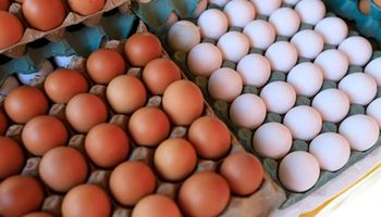 Preços dos ovos atingem menor patamar para o mês em quatro anos