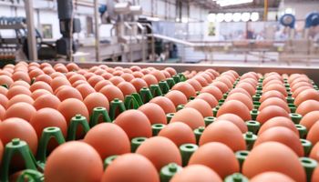 Exportações de ovos crescem quase 300% em maio e disparam 165% no ano
