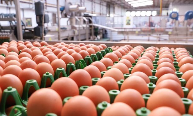Exportações de ovos crescem quase 300% em maio e disparam 165% no ano