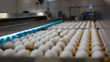 Com EUA liderando compras, exportações de ovos disparam 192,5% no semestre 