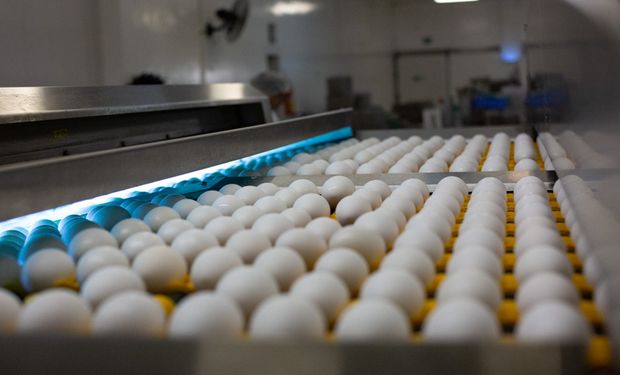 Com EUA liderando compras, exportações de ovos disparam 192,5% no semestre