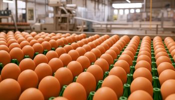 Exportações de ovos do Brasil disparam 271% em abril e mais que dobram no acumulado do ano