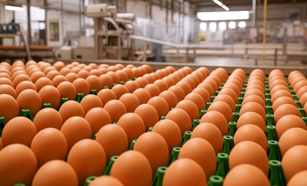 Exportações de ovos do Brasil disparam 271% em abril e mais que dobram no acumulado do ano
