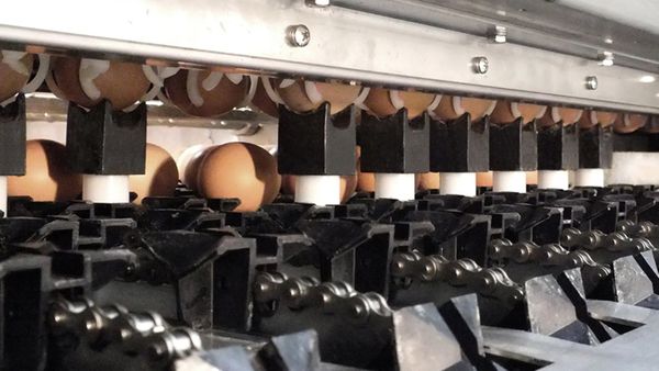 Guillermo Francos apuesta al agro y consolida su perfil emprendedor en la producci&oacute;n de huevos