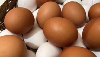 Receita com exportação de ovos cresce 26,6% em outubro, diz ABPA