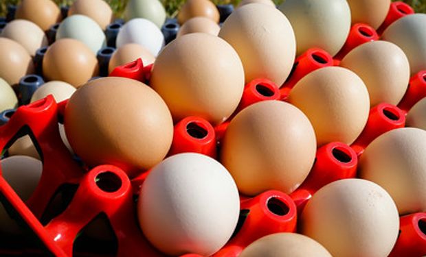 Ovos vermelhos registraram redução de 0,47% na última semana de novembro. (foto - Sistema CNA/Senar)