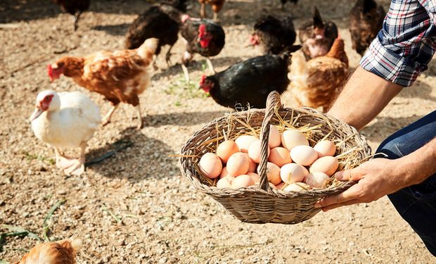 Cotação dos ovos comerciais segue estável, diz Cepea