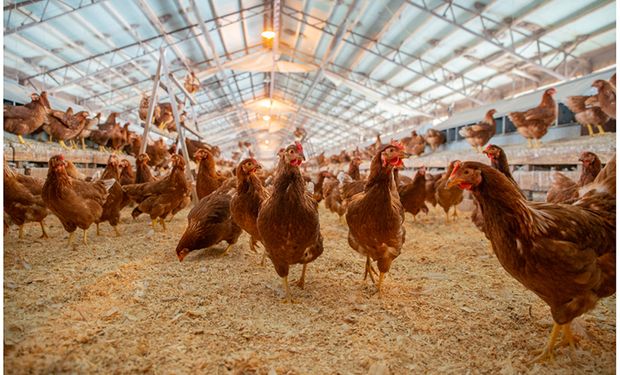 Gripe aviária: Granja dos EUA interrompe produção e vai abater quase 2 milhões de frangos