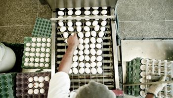Granja gaúcha vence concurso nacional com 223,5 ovos por galinha