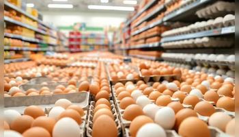 Ovos orgânicos são recolhidos aos milhões por surto de salmonela
