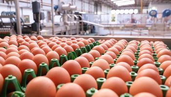 Exportação de ovos mantém crescimento vertiginoso em março: 342%