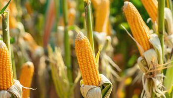 Cotação do milho abre setembro em alta, mas aguarda volta de Chicago