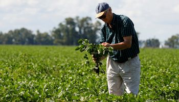 ¿Cuántos productores de soja hay en la Argentina y cuál es la variedad más sembrada?