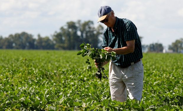 ¿Cuántos productores de soja hay en la Argentina y cuál es la variedad más sembrada?
