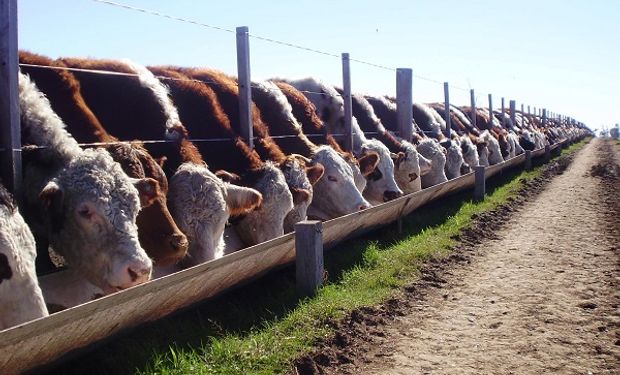 Recomendaciones para disminuir el desarrollo de abscesos hepáticos en feedlots