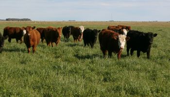 Buenos Aires: lanzan financiamiento para el desarrollo de pasturas y fortalecer la ganadería
