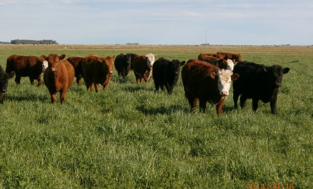 Buenos Aires: lanzan financiamiento para el desarrollo de pasturas y fortalecer la ganadería