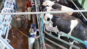 El precio de la leche en noviembre debería ubicarse en $2,70